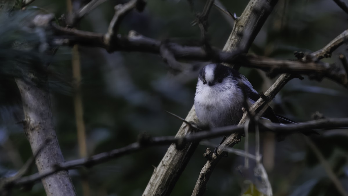 Long-tailed Tit - ML641103858