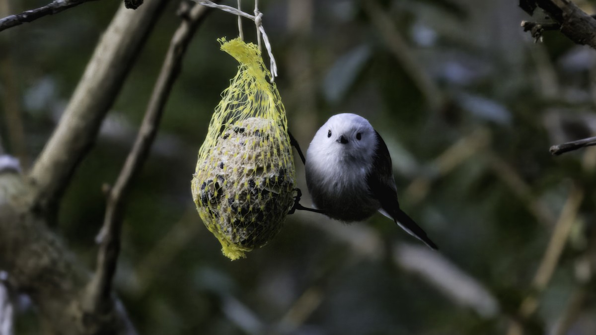 Long-tailed Tit - ML641103859