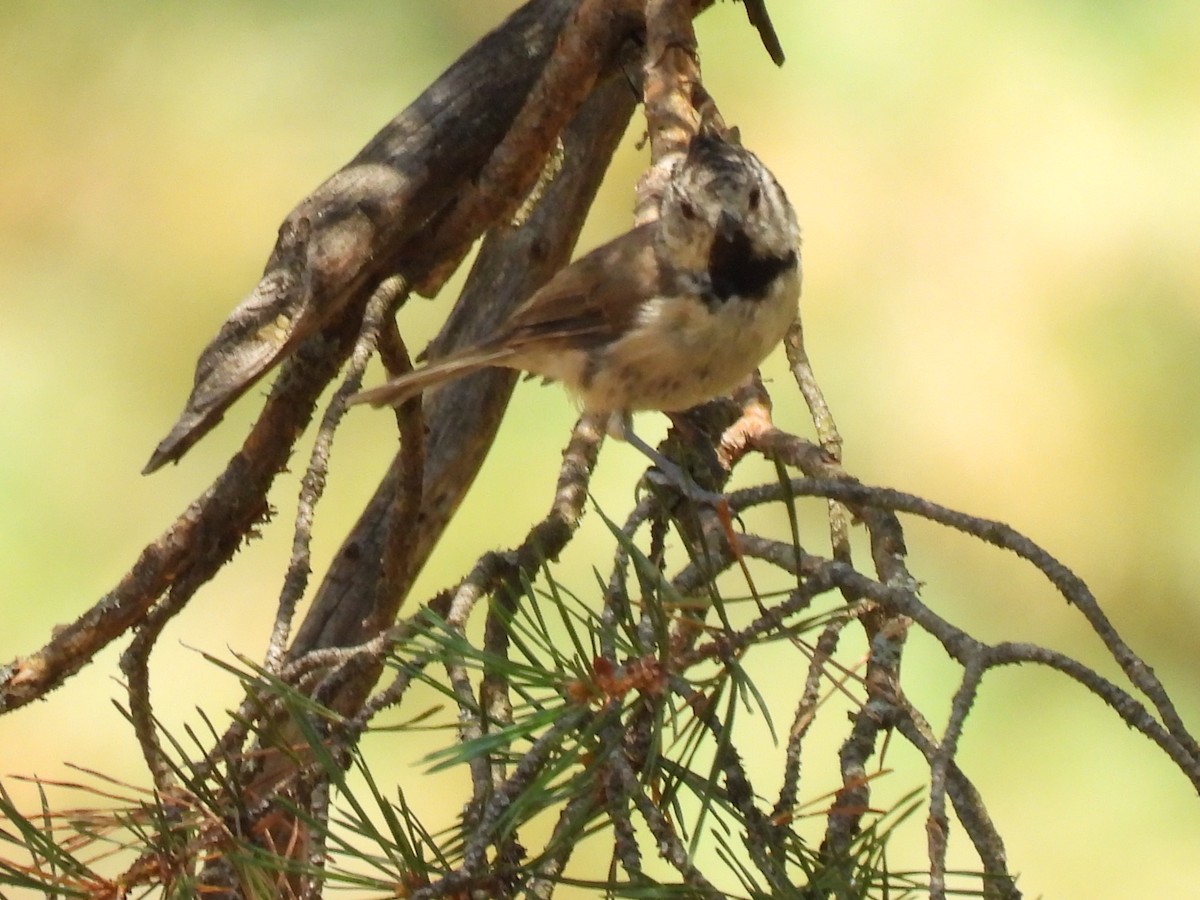 Mésange huppée - ML641103861
