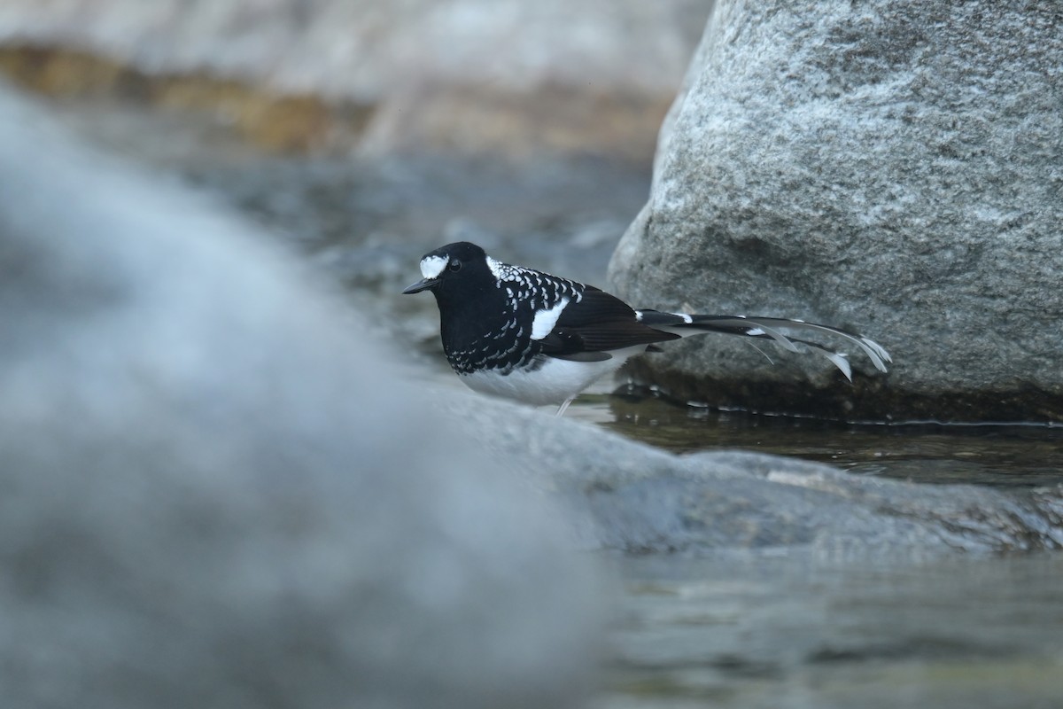Spotted Forktail - ML641103862