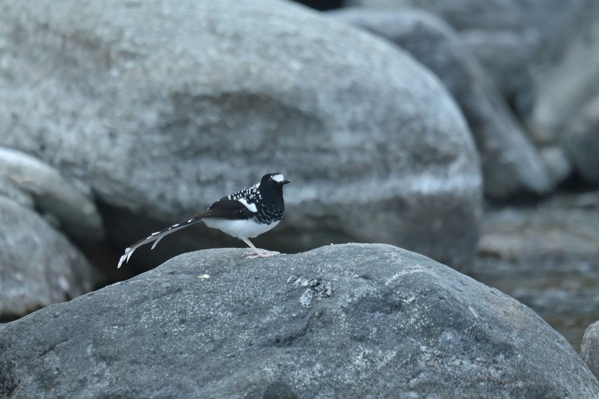 Spotted Forktail - ML641103865