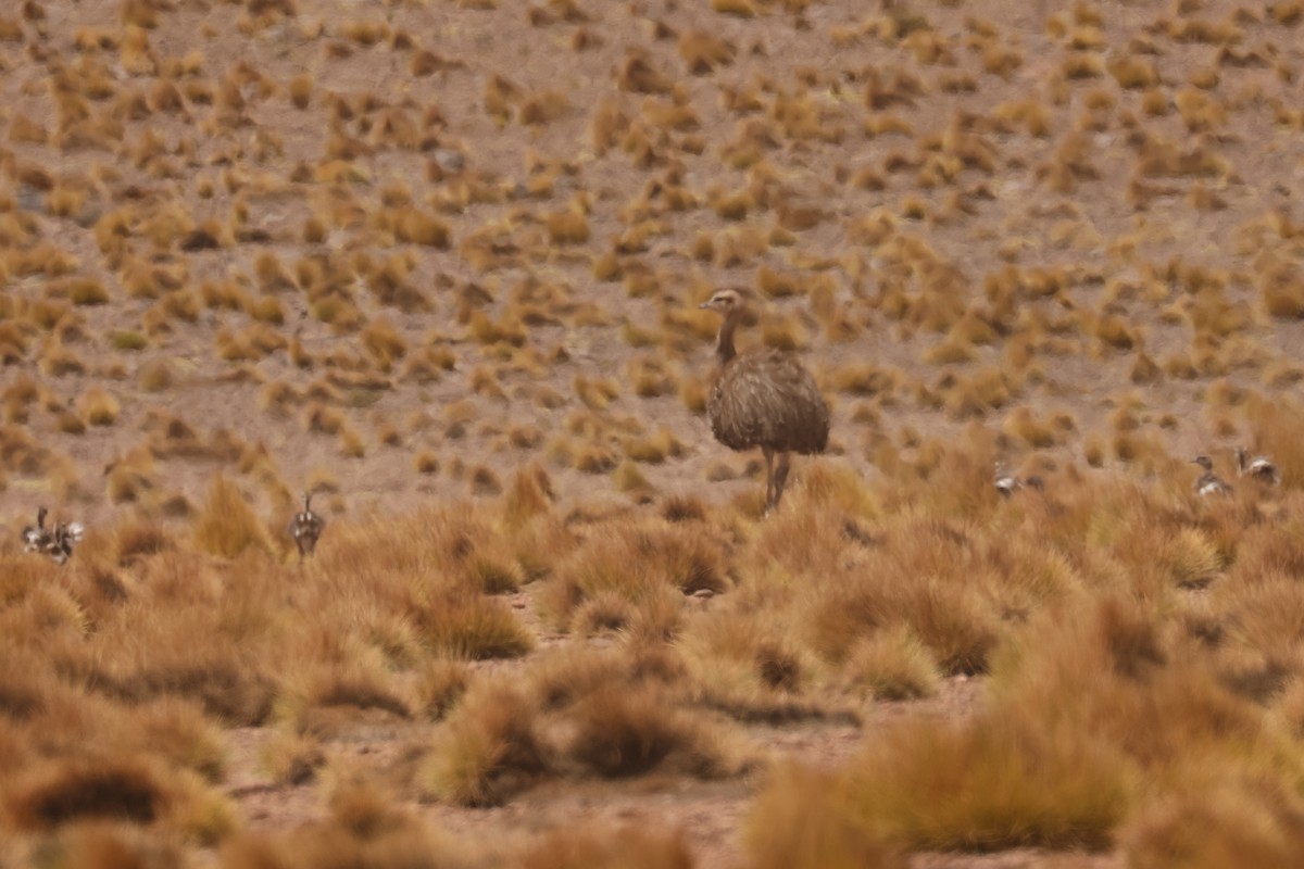Lesser Rhea - ML641103868