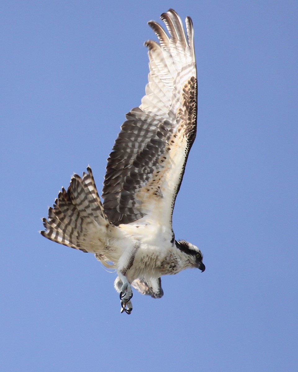 Falco pescatore - ML641103887