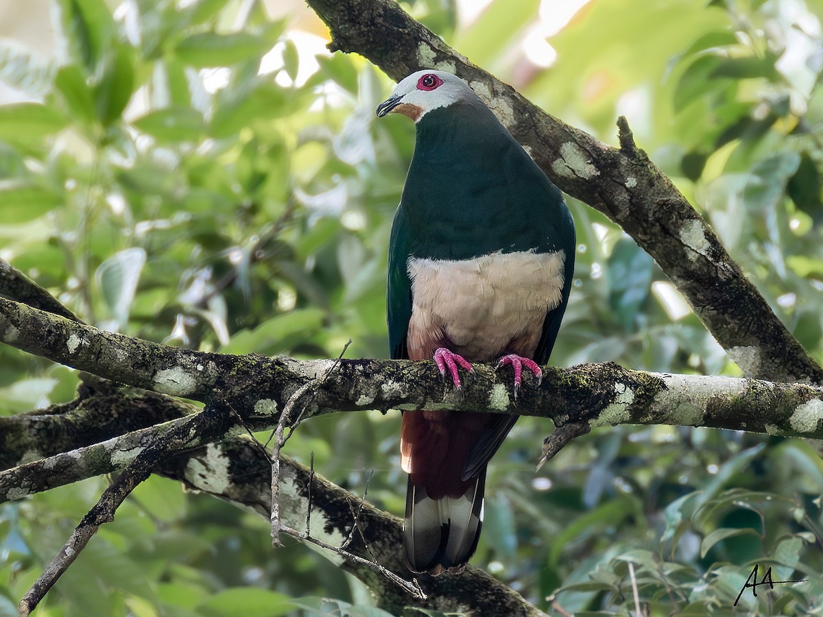 Pink-bellied Imperial-Pigeon - ML641103892