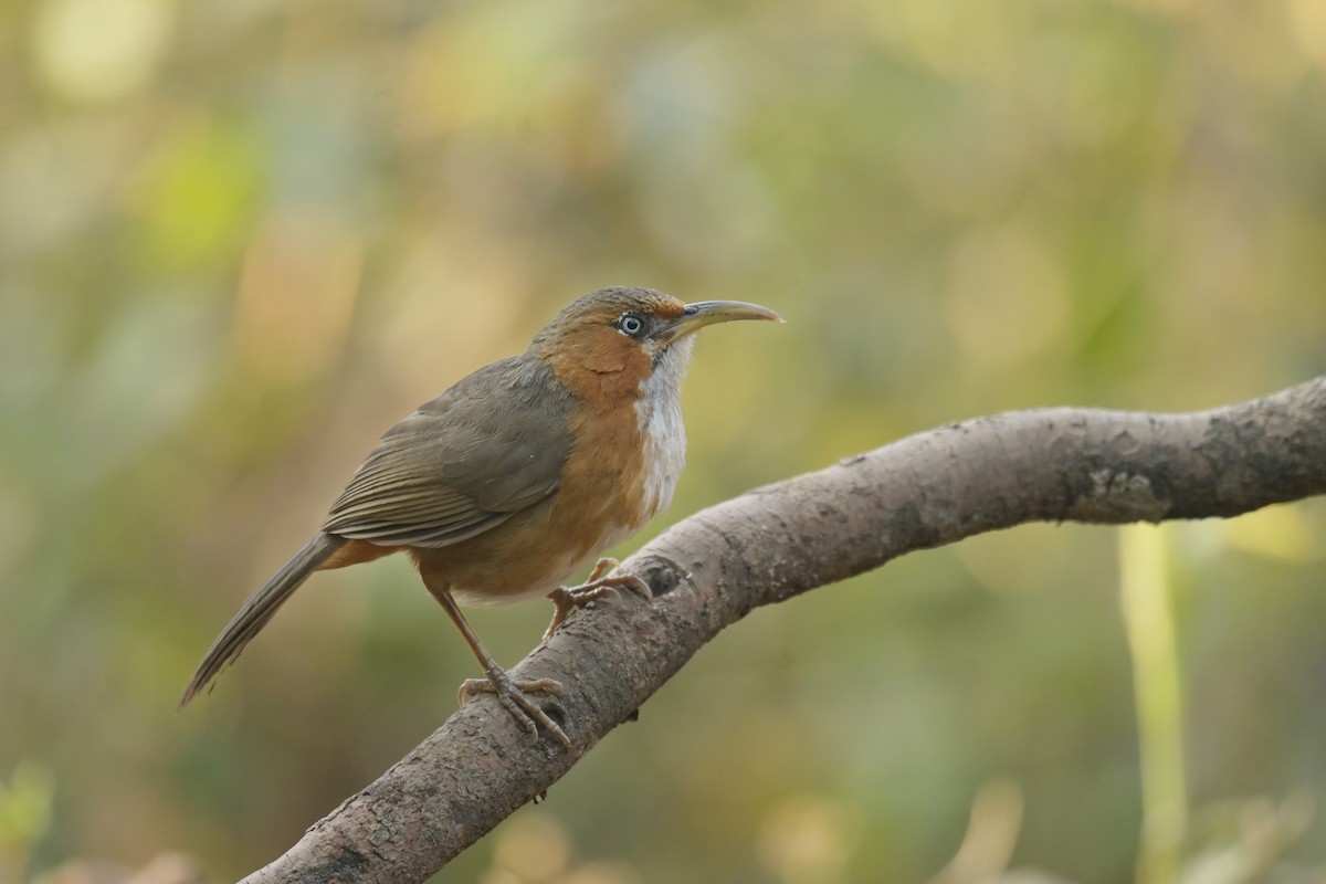 Rusty-cheeked Scimitar-Babbler - ML641103903