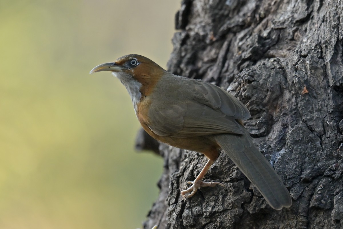 Rusty-cheeked Scimitar-Babbler - ML641103904