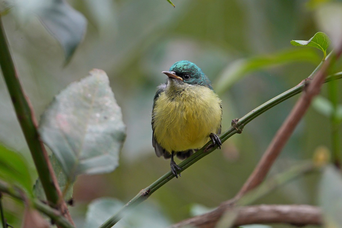 Collared Sunbird - ML641103907