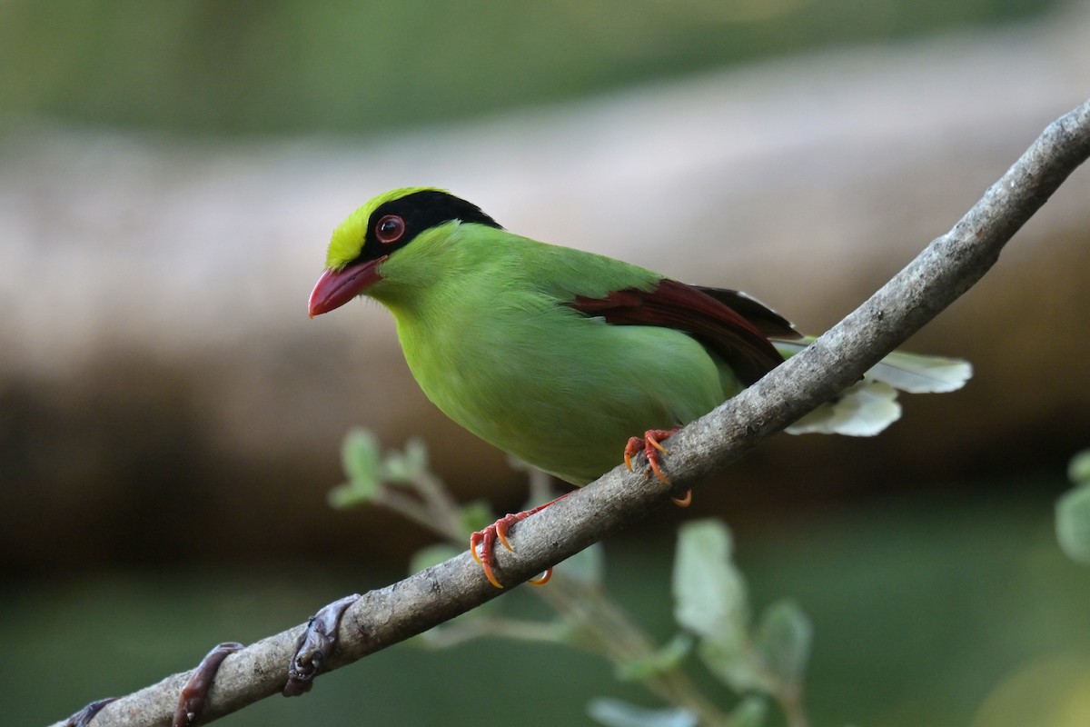 Common Green-Magpie - ML641103912