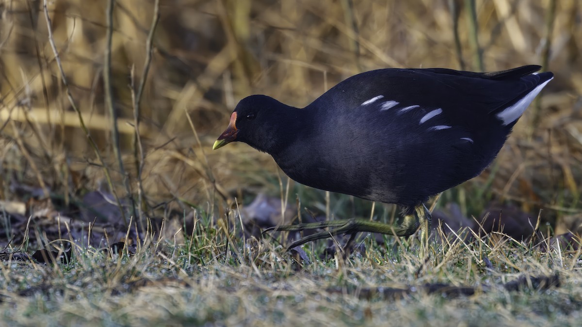 Eurasian Moorhen - ML641103914