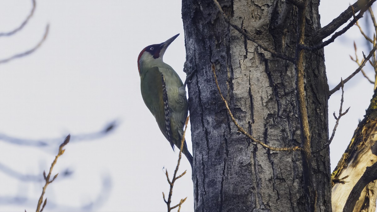 Eurasian Green Woodpecker - ML641103933
