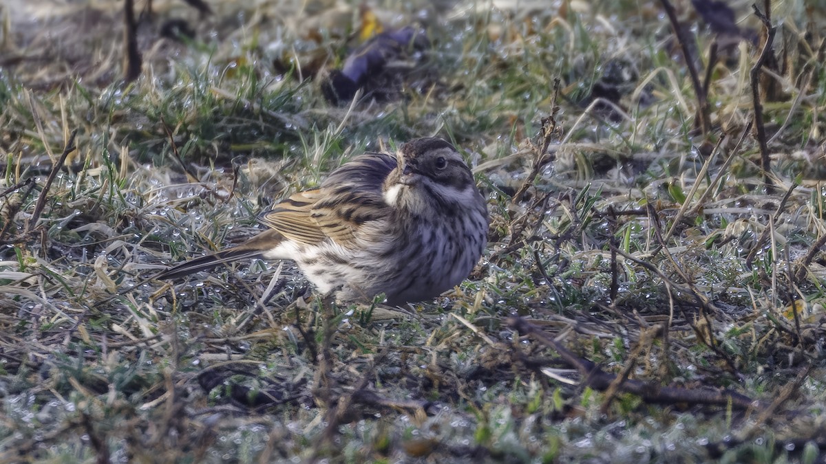 Reed Bunting - ML641103935