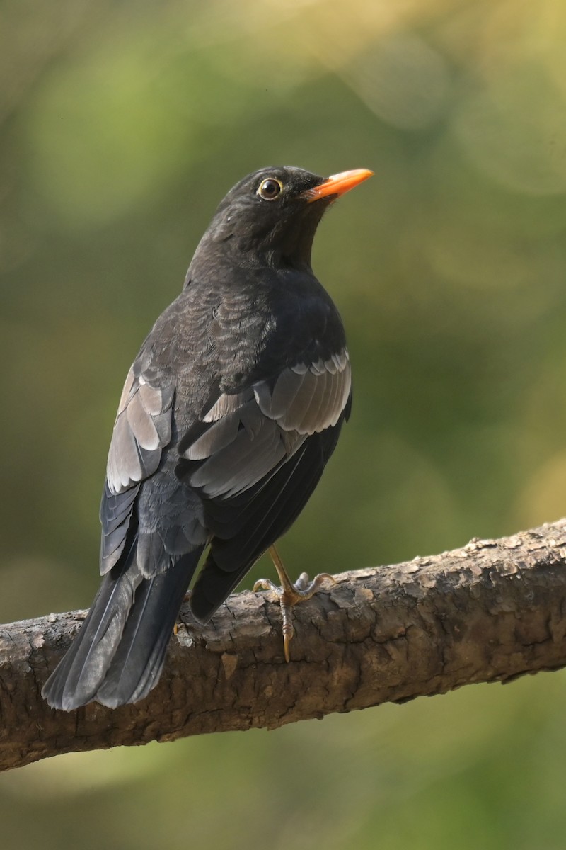 Gray-winged Blackbird - ML641103936