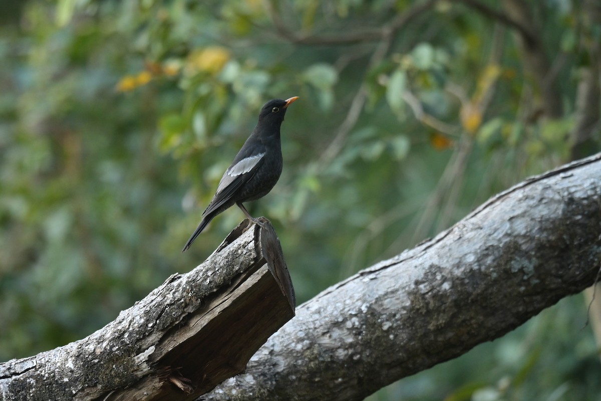 Gray-winged Blackbird - ML641103938