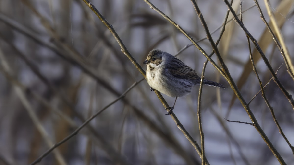 Reed Bunting - ML641103939