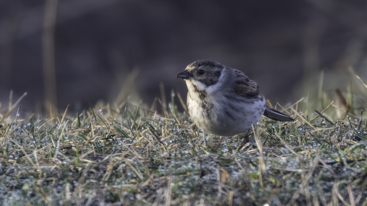 Reed Bunting - ML641103942