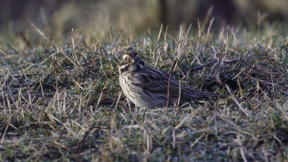 Reed Bunting - ML641103945