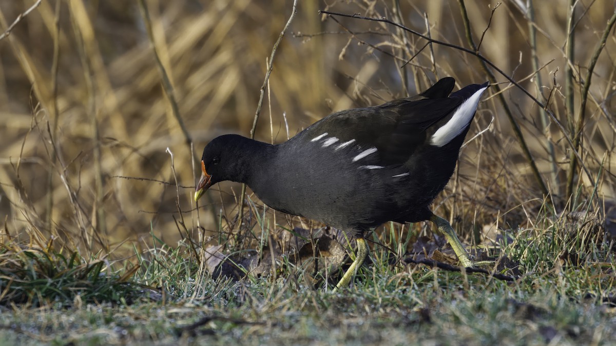 Eurasian Moorhen - ML641103948