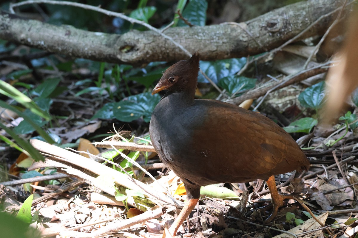 Orange-footed Megapode - ML641103964