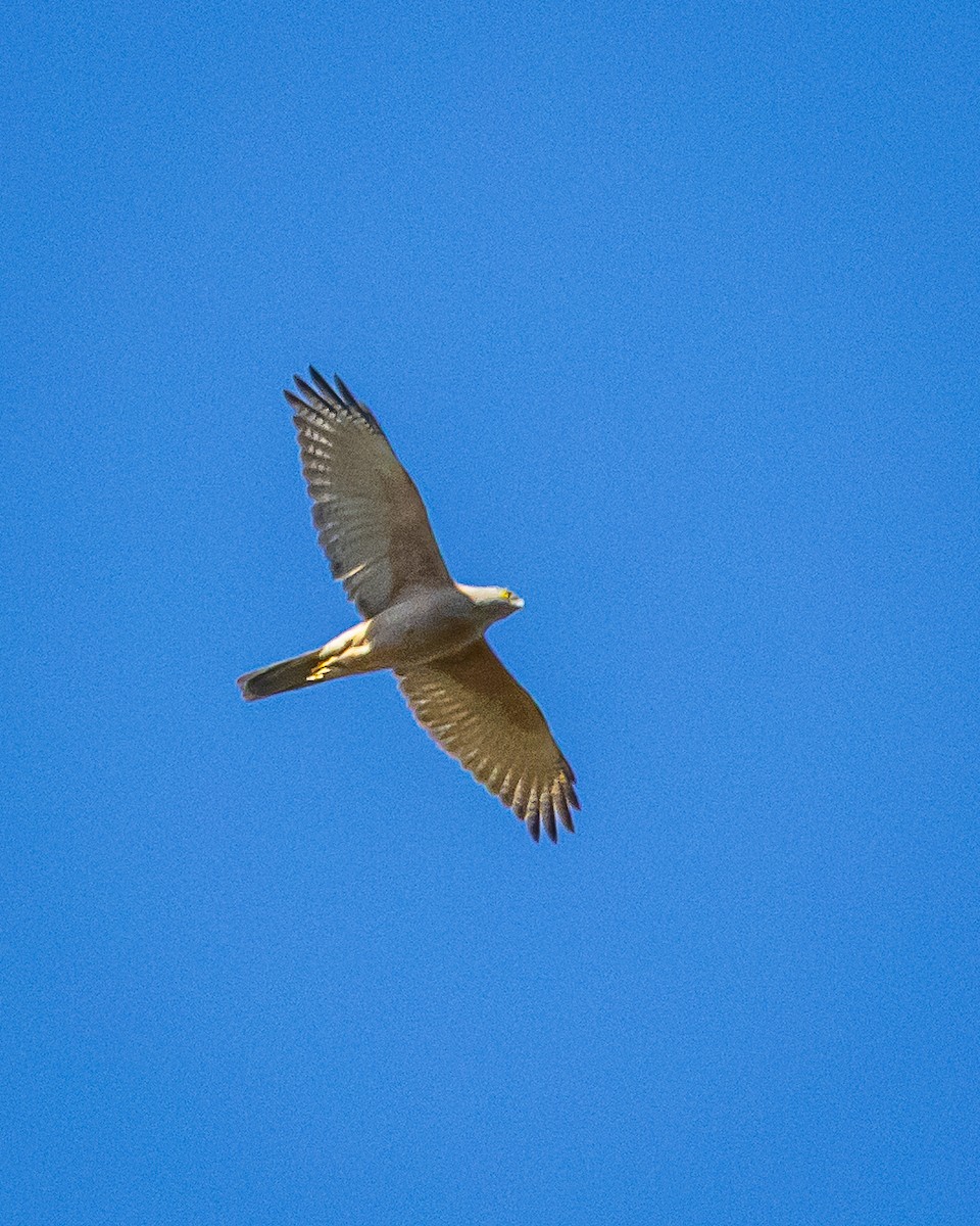 Nankeen Kestrel - ML641103971