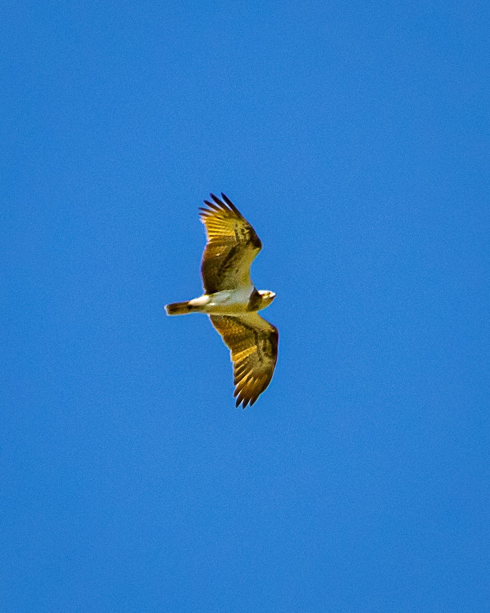 Falco pescatore - ML641103973