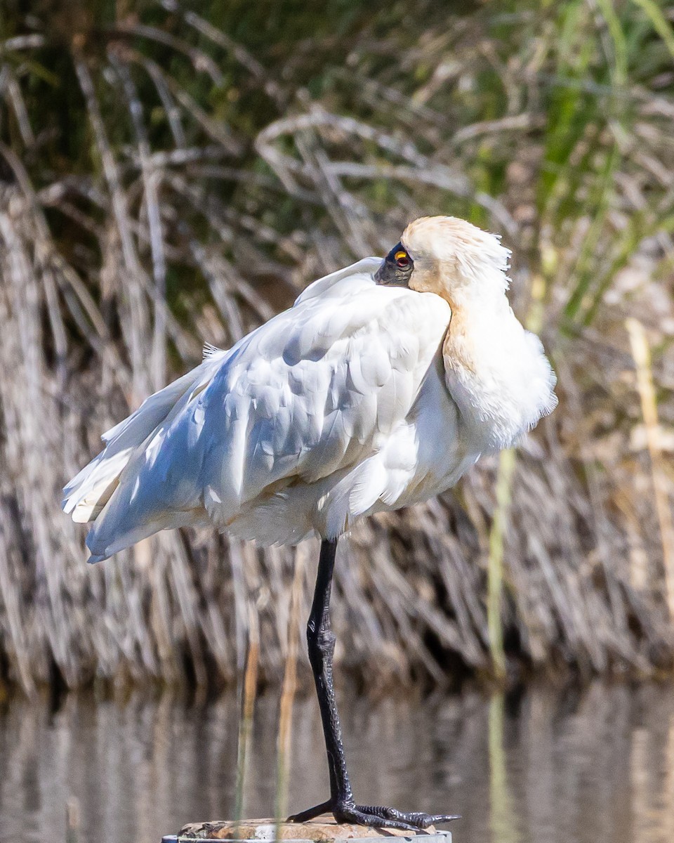 Royal Spoonbill - ML641103978