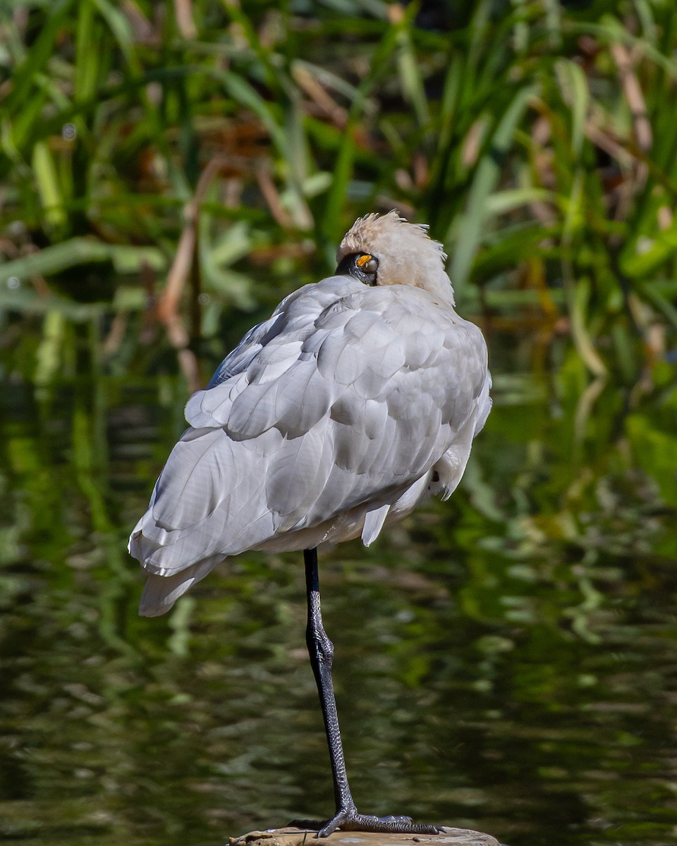 Royal Spoonbill - ML641103979