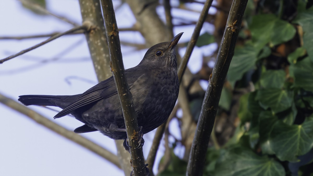 Eurasian Blackbird - ML641104000