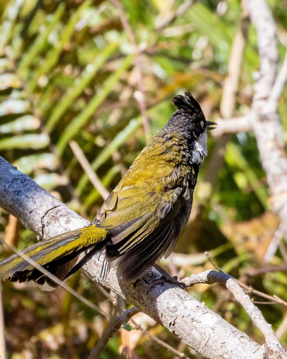 Eastern Whipbird - ML641104009