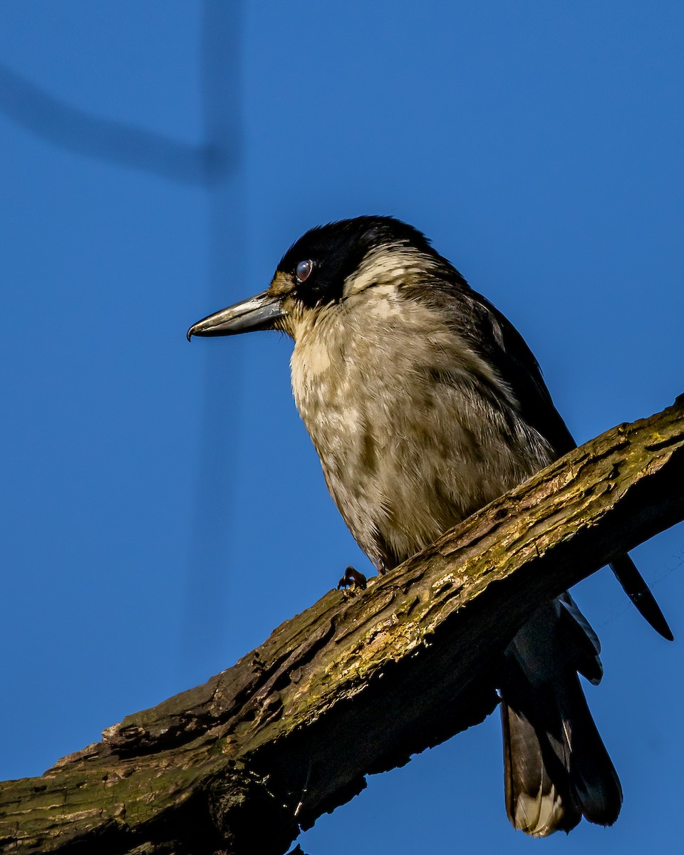 Gray Butcherbird - ML641104017