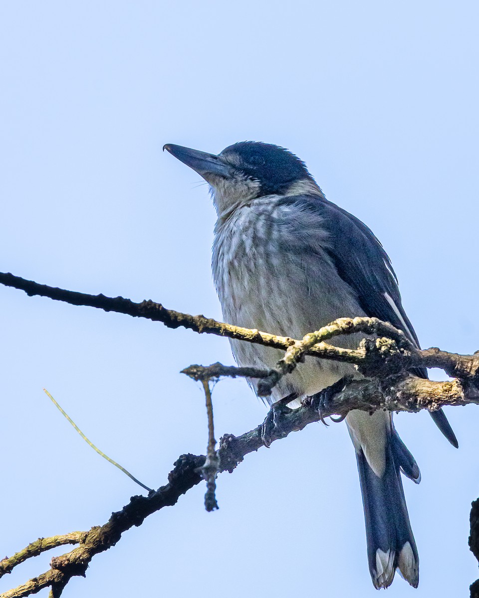 Gray Butcherbird - ML641104018