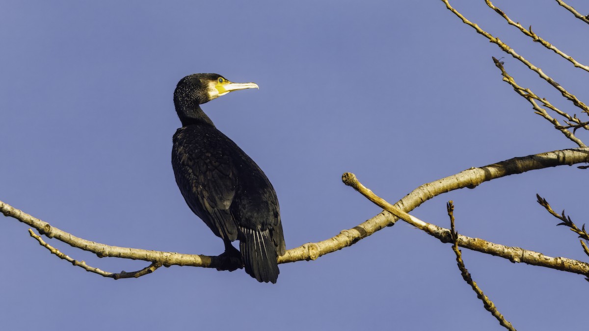 Great Cormorant (Eurasian) - ML641104025