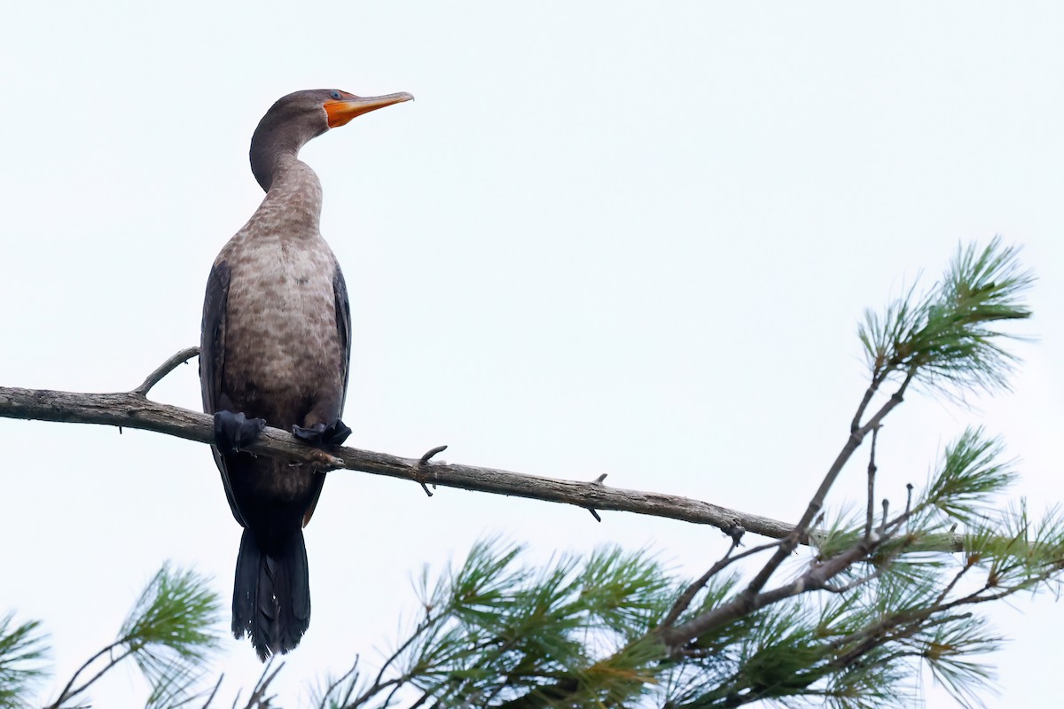 Double-crested Cormorant - ML641104052