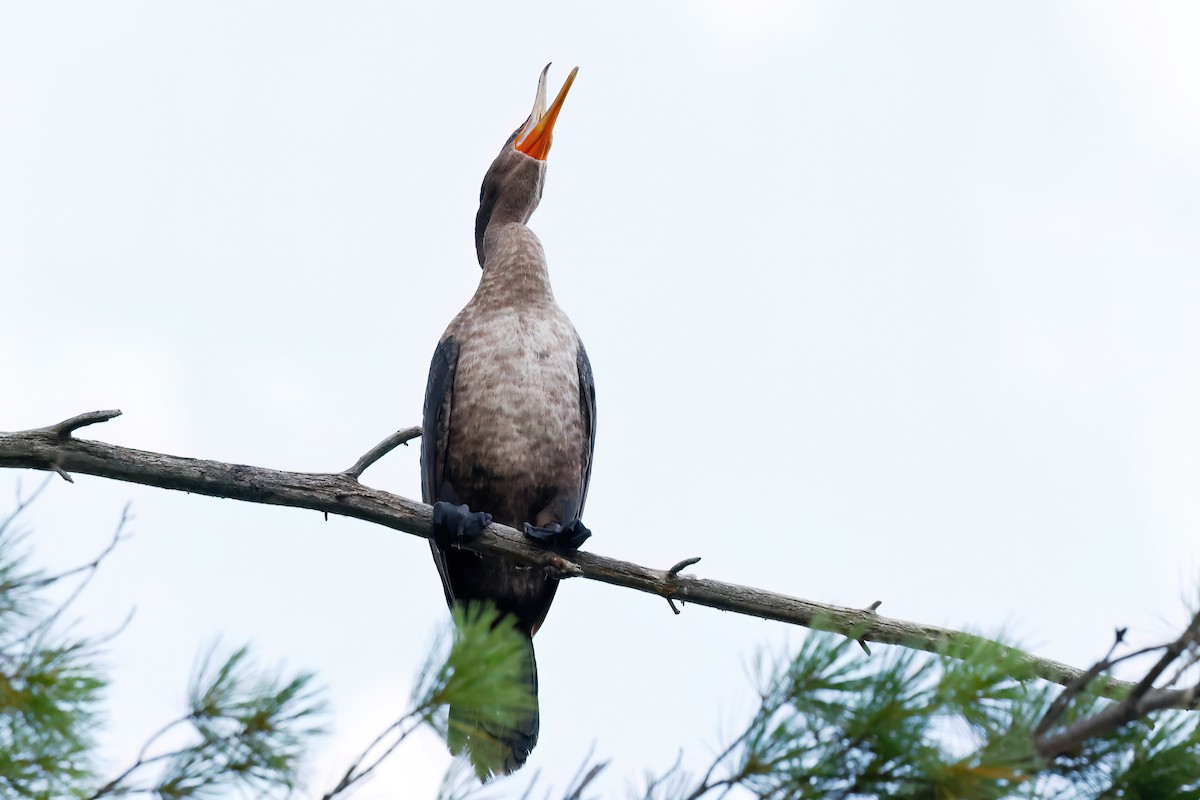 Double-crested Cormorant - ML641104055