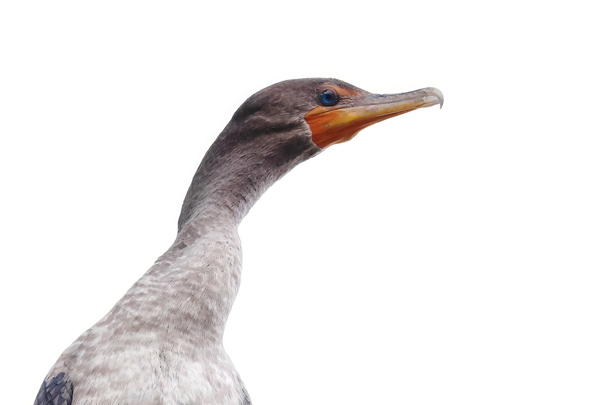 Double-crested Cormorant - ML641104060