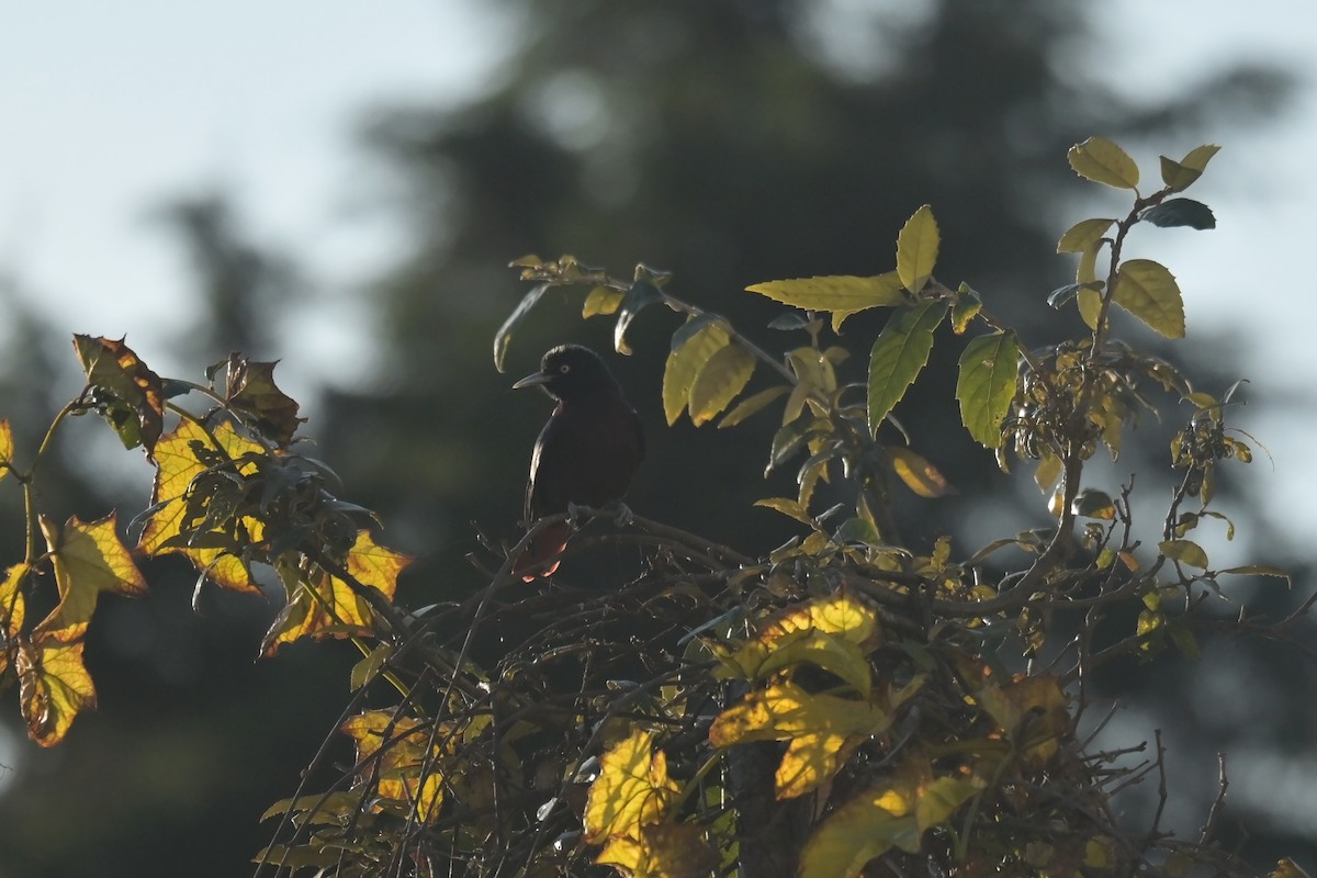 Maroon Oriole - ML641104061
