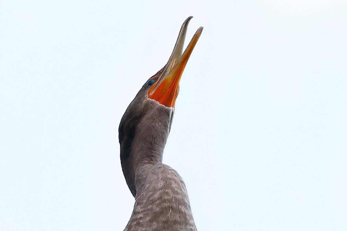 Double-crested Cormorant - ML641104062
