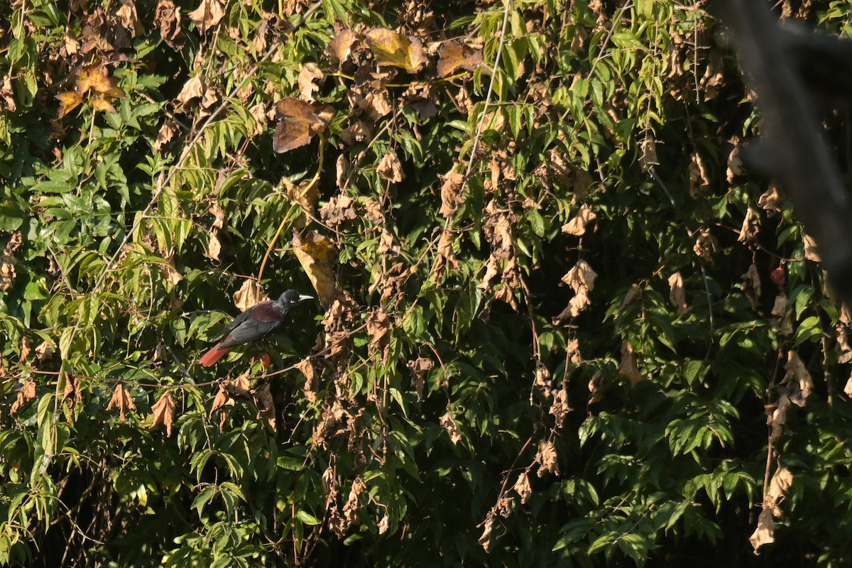 Maroon Oriole - ML641104063