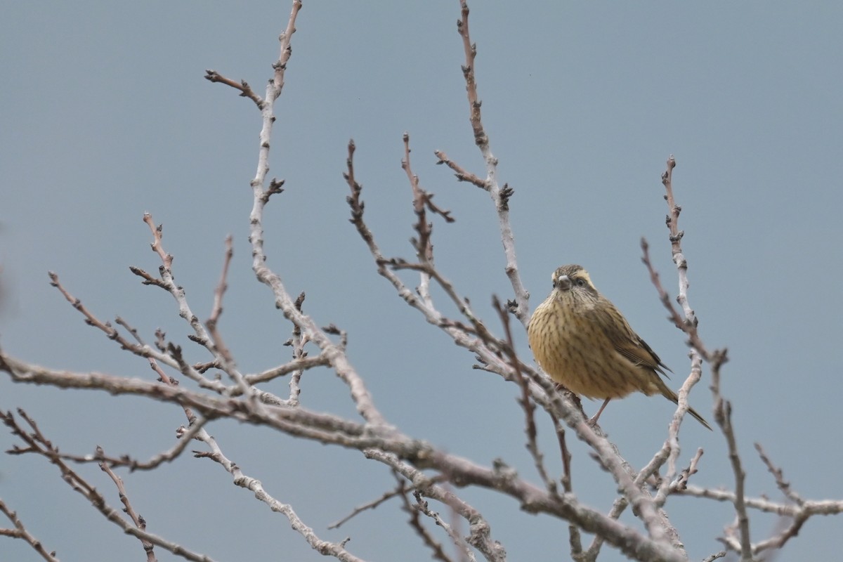 Pink-browed Rosefinch - ML641104075