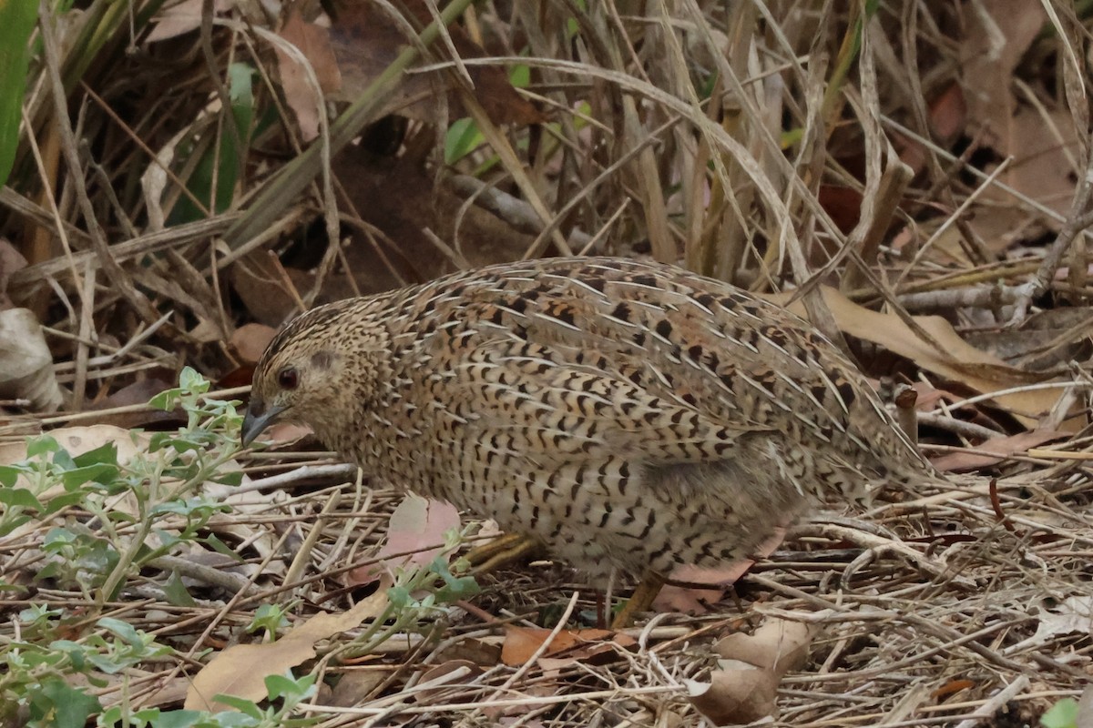 Tasmanienwachtel - ML641104094