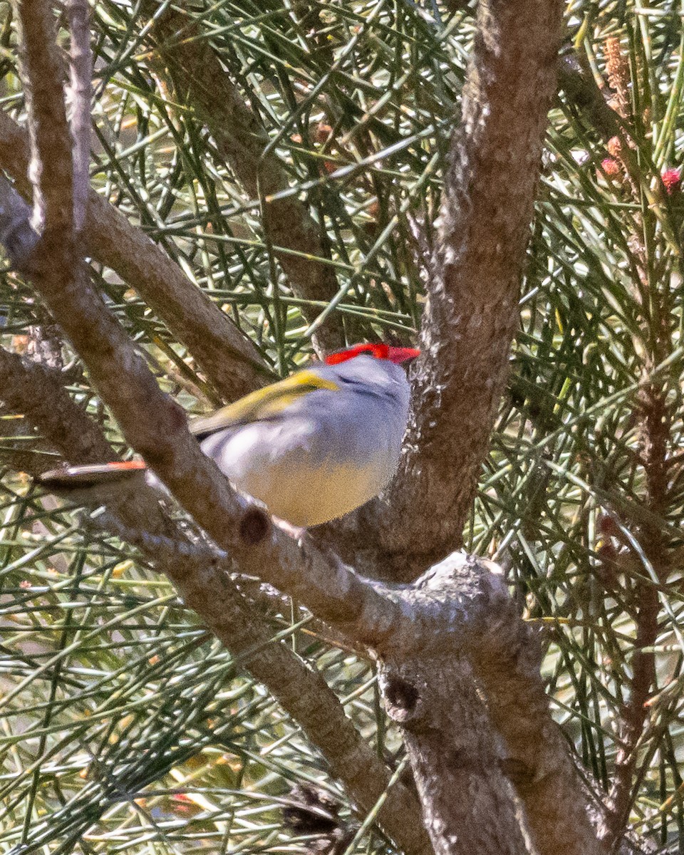Red-browed Firetail - ML641104106