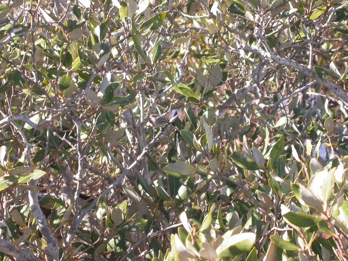 Dusky Gerygone - ML641104121
