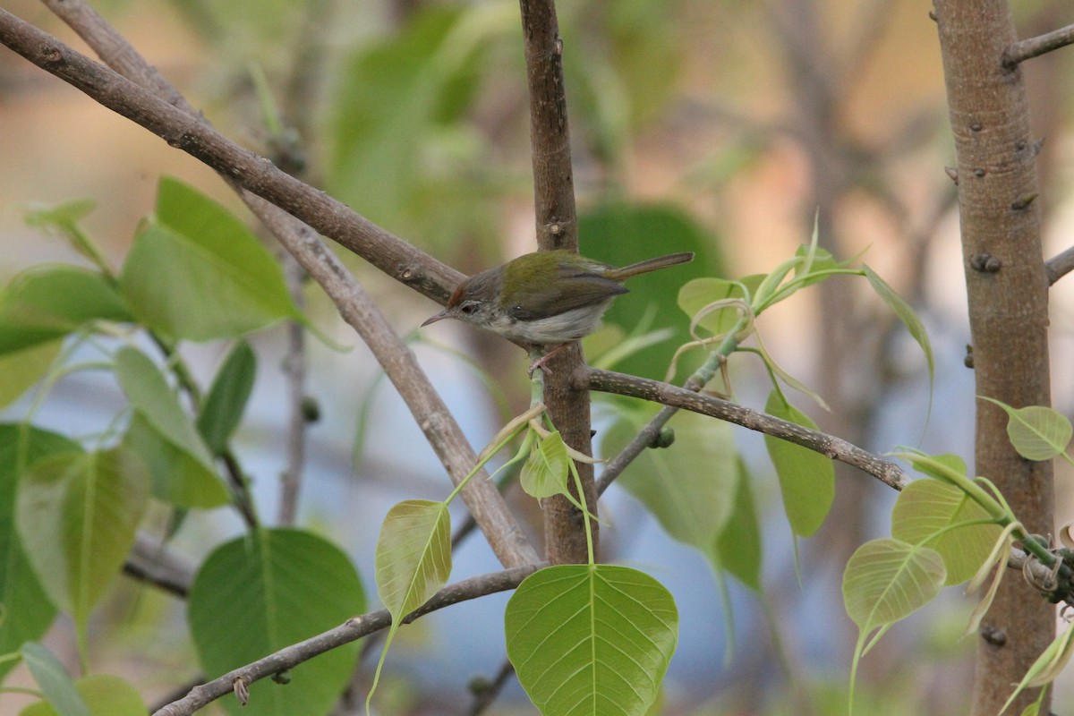 Common Tailorbird - ML641104181