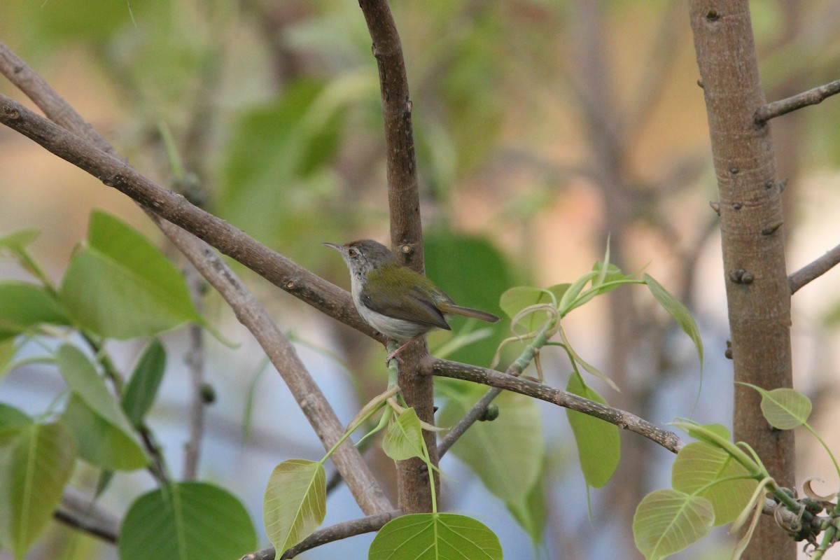 Common Tailorbird - ML641104182