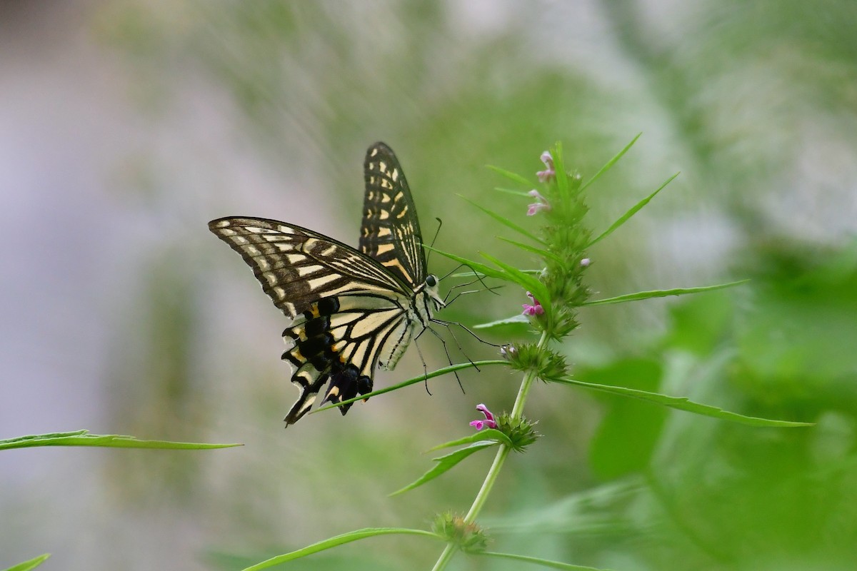 Chinese Yellow Swallowtail - ML641104186