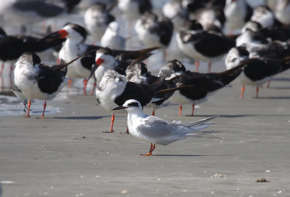 Forster's Tern - ML641104187