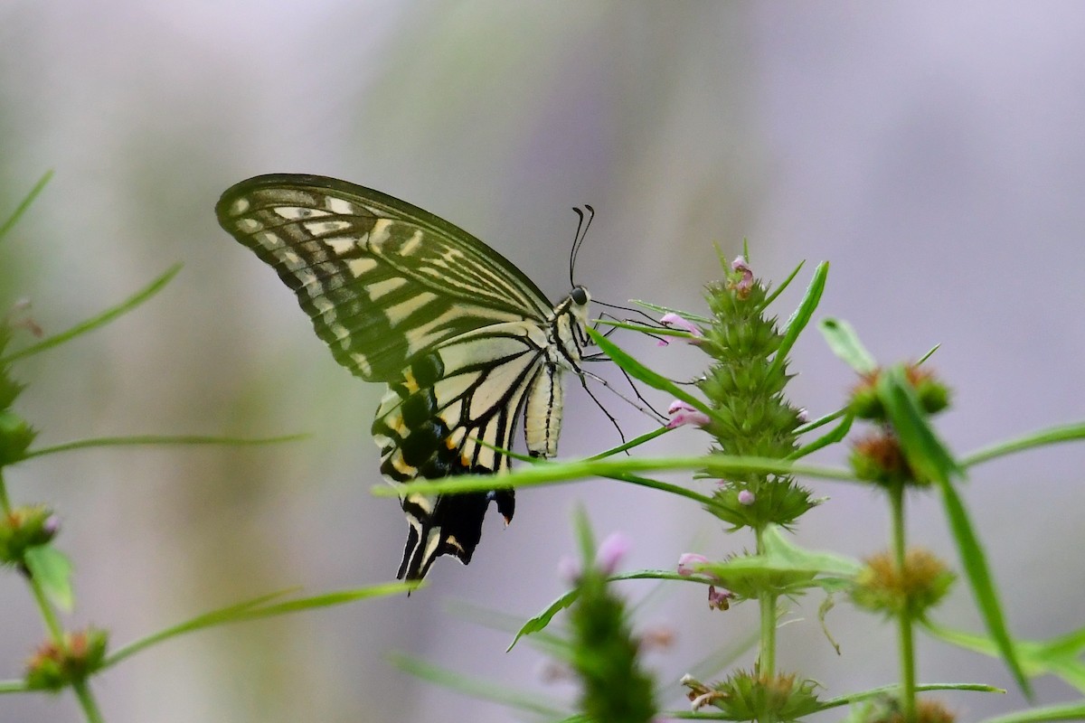 Chinese Yellow Swallowtail - ML641104192