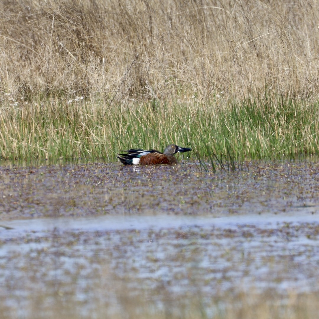 Australasian Shoveler - ML641104202