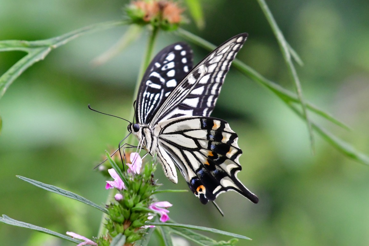 Chinese Yellow Swallowtail - ML641104210