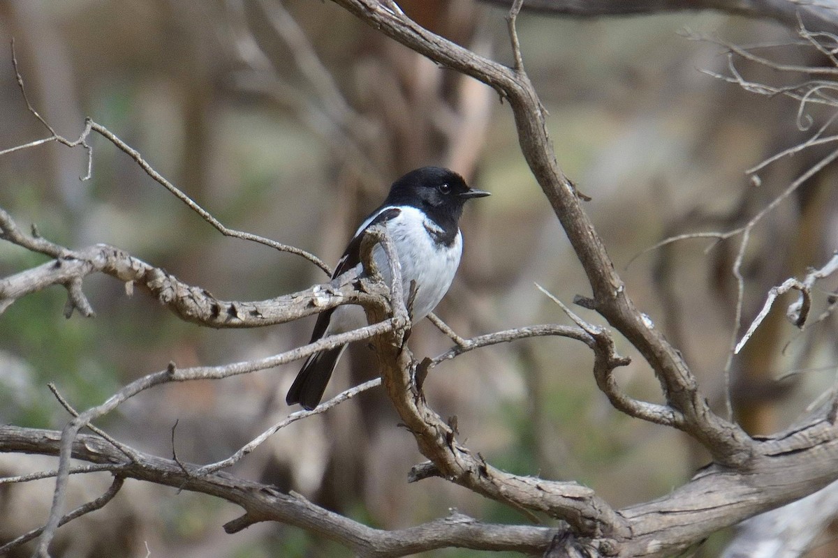 Hooded Robin - ML641104213