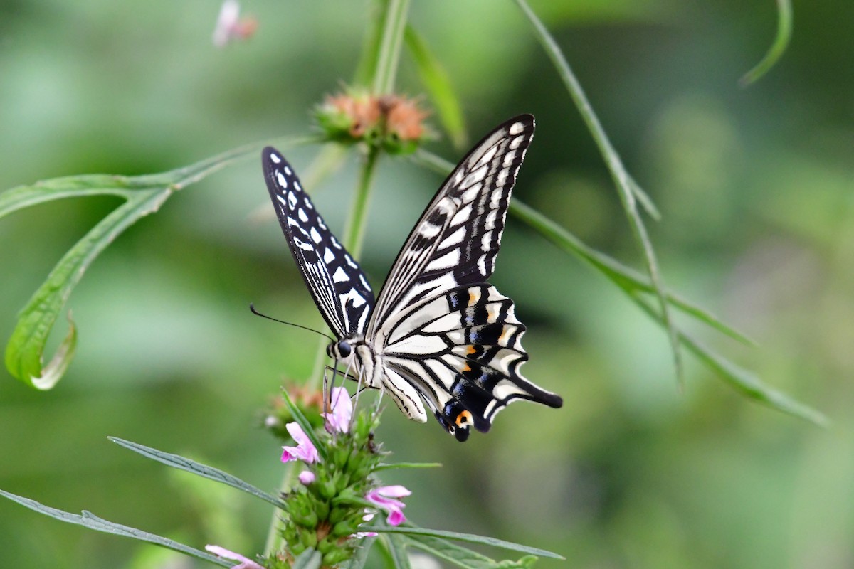 Chinese Yellow Swallowtail - ML641104214